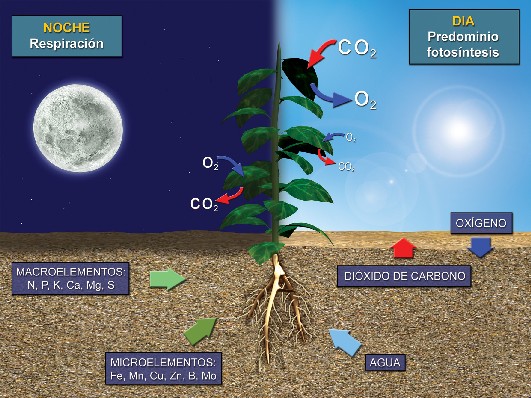 ejemplo de la fotosíntesis